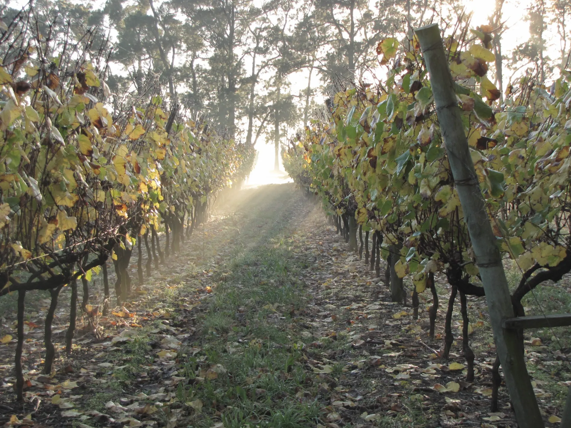 Viñedo real en Canelones, Uruguay, con luz dorada de otoño entre las hileras