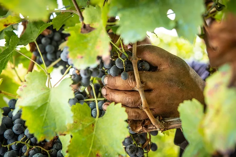 Cosecha manual de uva durante la vendimia, foto de INAVI